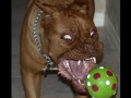 Anti PitBull Fighting