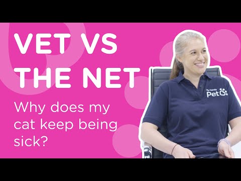 Why Does My Cat Keep Being Sick? - Vet Vs The Vet
