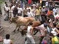 Toros en la Calle Parte III - 2007