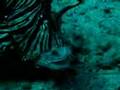 dive-lionfish-with-a