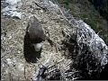 Eaglet is heard but rarely seen!