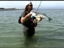 Love fish ??? Love fish ???