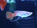 Guppies Guppies