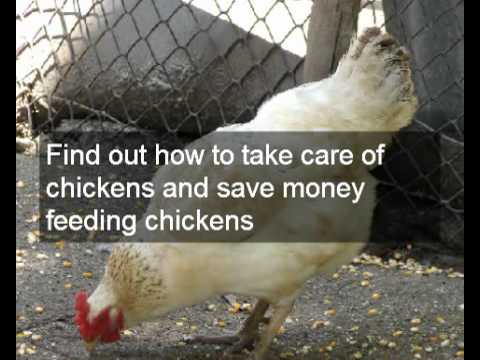 how to get more eggs from your laying hens