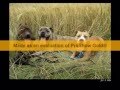 videos de Ebra ca de bou