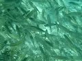 Akumal Barracuda Akumal Barracuda