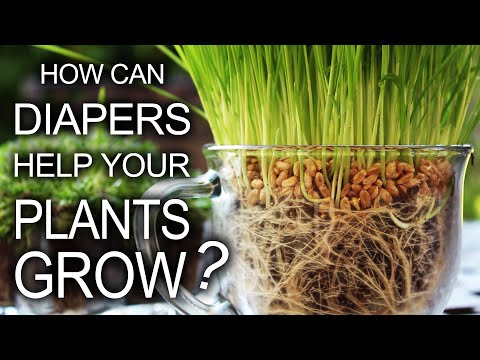 how to replant potted tulip bulbs