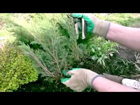 Чем подкормить туи и можжевельник Чем подкормить туи и можжевельник