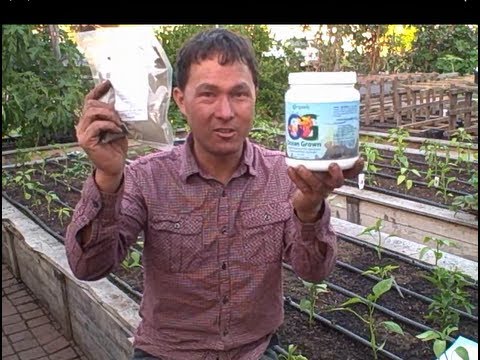 how to fertilize seedlings organically