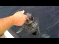 Seal in Looe