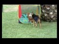 cagnolino innamorato di una........... cagnolino innamorato di una...........