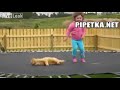Девочка с котом резвится на батуте