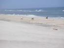 Assateague Island