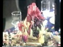 CLIP FOTOS 1.mpg