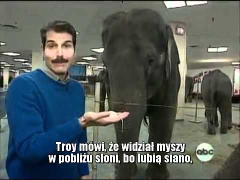 Słonie boją się mysz? mysz