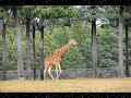 Giraffes having fun Giraffes having fun
