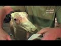 Perfecting the art of taxidermy Perfecting the art of taxidermy