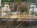 White Flower Farm - Seed Starting