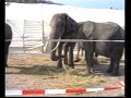 Vorschau: Morgenarbeit & Tierschau im Circus Krone (Nr. 41)