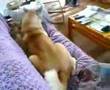 Akita Inu video