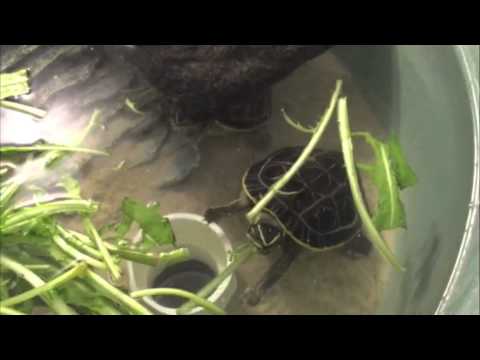 YouTube reptile video