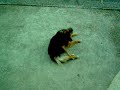 CACHORRO DOIDO - Parte II CACHORRO DOIDO - Parte II