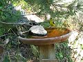 Bushtits, Psaltriparus minimus, visiting birdbath Bushtits, Psaltriparus minimus, visiting birdbath