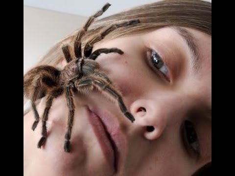 YouTube reptile video