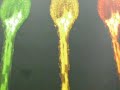 Mikroskopie Color