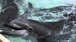 Dolphins Home to the Sea (Trailer): rescued dolphins