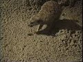 Cotton-top Tamarin, Armadillo, Bearded Dragon, and other animals eating Cicadas.
