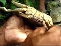 Yap island- preparing crabs