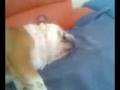 Bulldogtypischer 5-Minuten Anfall