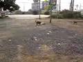 Bonzer by Relax R/C