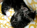 bb kittens