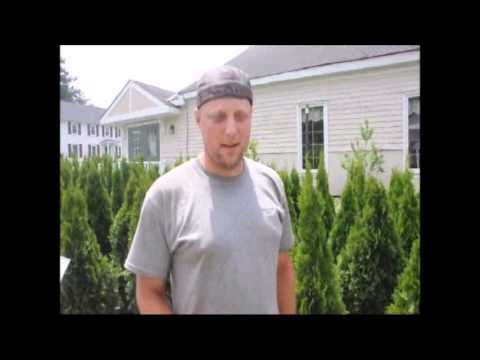 how to transplant holly bushes