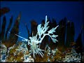 Leafy Sea Dragon, SlowMix, Monterey Bay Aquarium, Monterey, California, USA