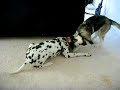 Siberian Husky vs Dalmation