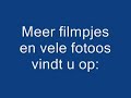 Jonge blauwgele Ara kuikens Jonge blauwgele Ara kuikens