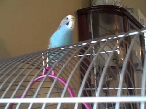 parakeet - My parakeet, Buddy, sings everytime i play price tag by jessie j! i guess he likes the tune! (: