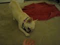 Lola's vocal talents
