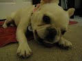 Lola's vocal talents