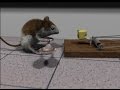 Blender 3D short animation Cheese