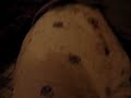 shortinho-de-borboletas-hummmmm-xd.html