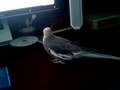 My Cockatiel making fun of me
