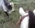 Fazenda - TO