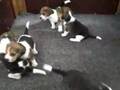 beagles playing