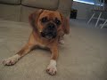 Brokaw Barking