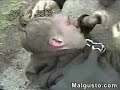 Kart Crash