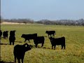 Oklahoma Cattle Oklahoma Cattle